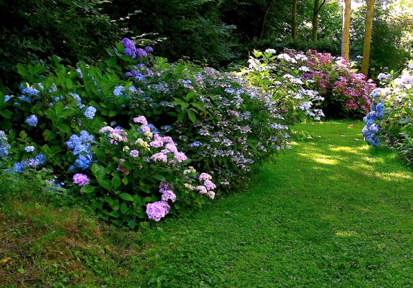 Allée d'Hydrangeas